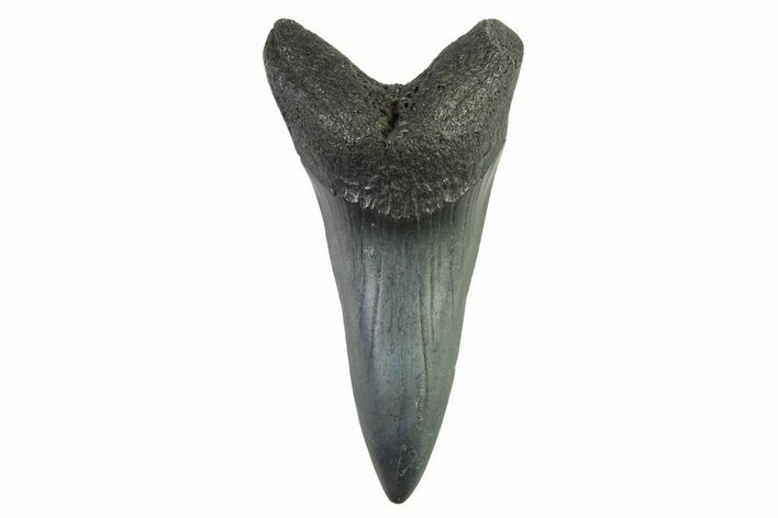 Fossil White Shark Tooth - South Carolina #332411